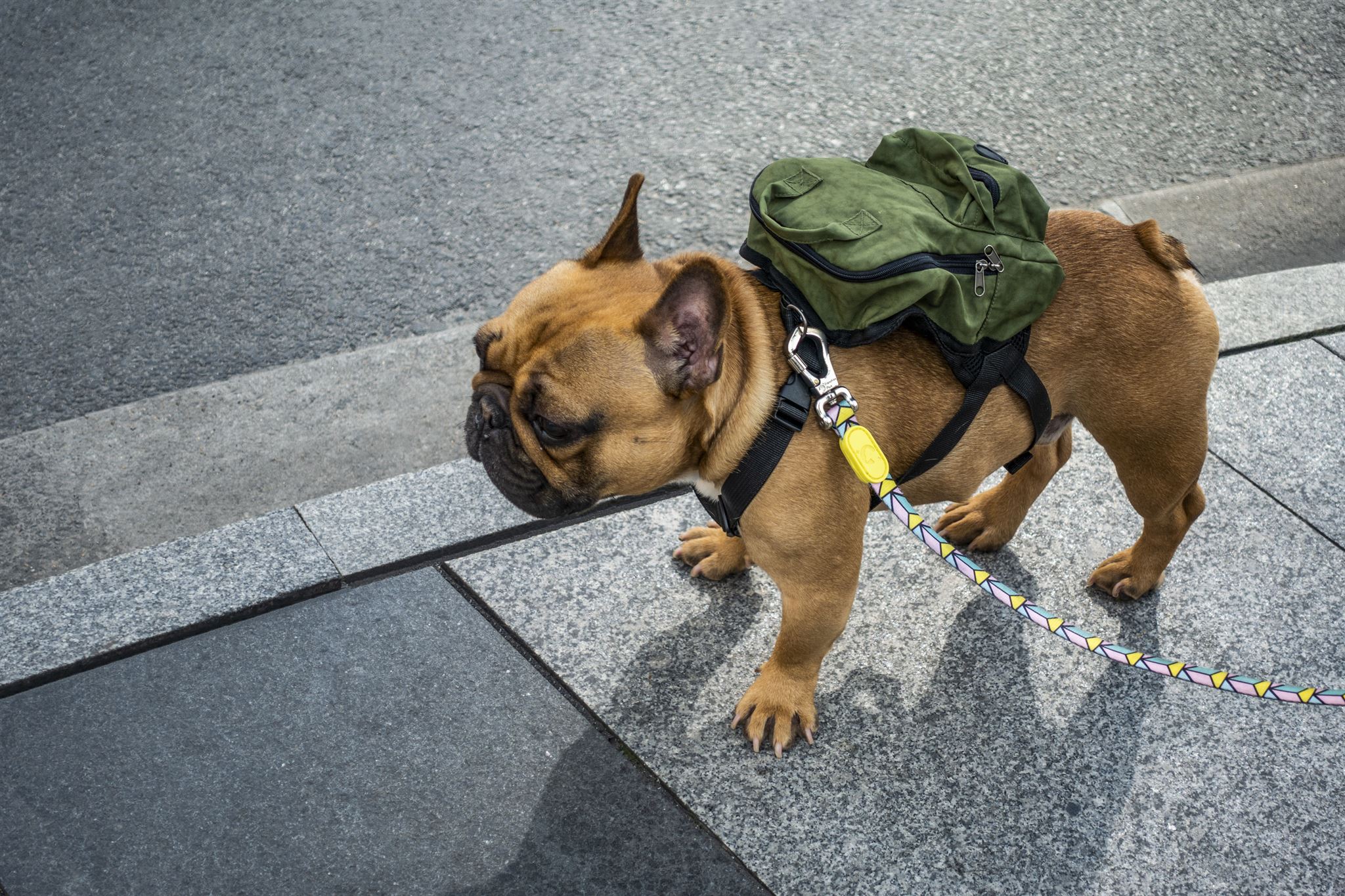 A-brown-bulldog-on-the-street