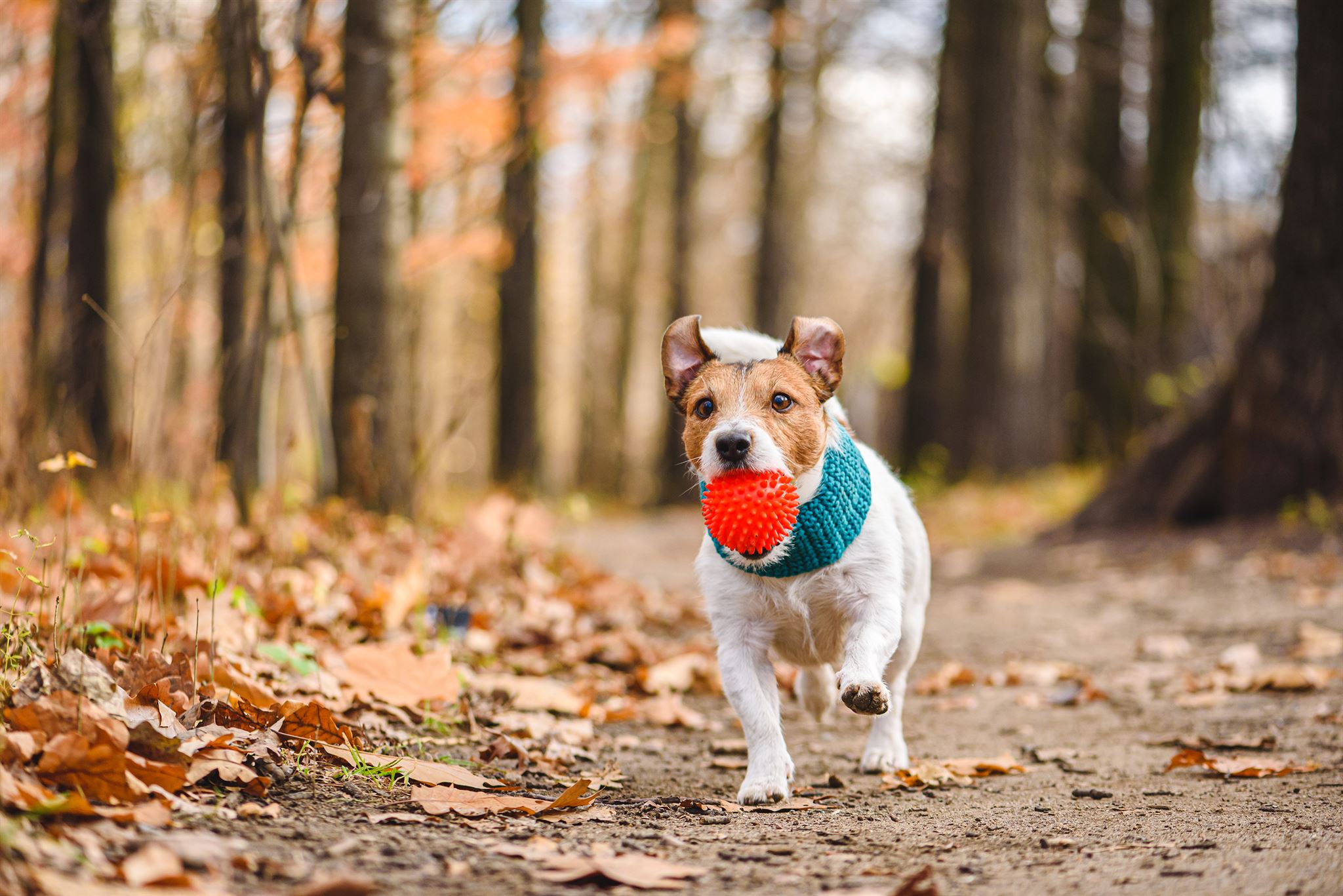 Dog running on trail