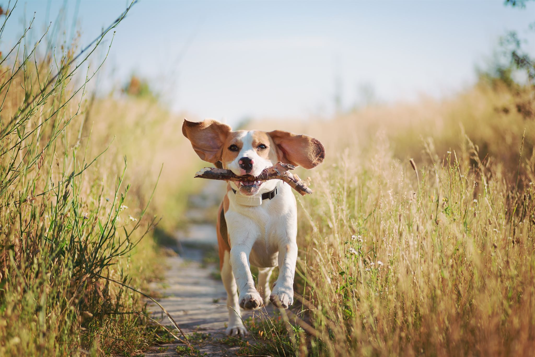 Dog playing fetch in field