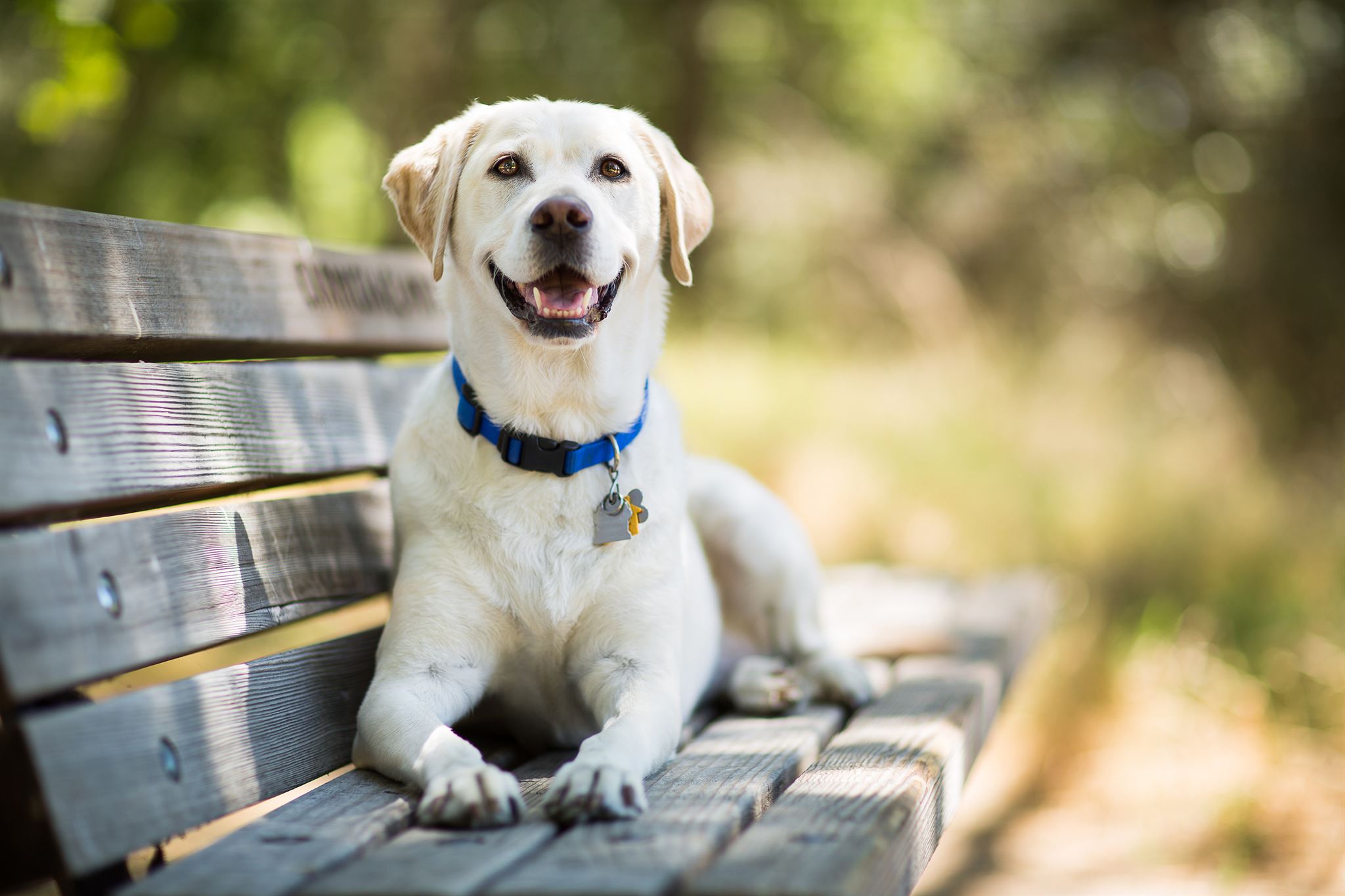Dog-with-collar-sitting-outdoors-on-wood-park-bench
