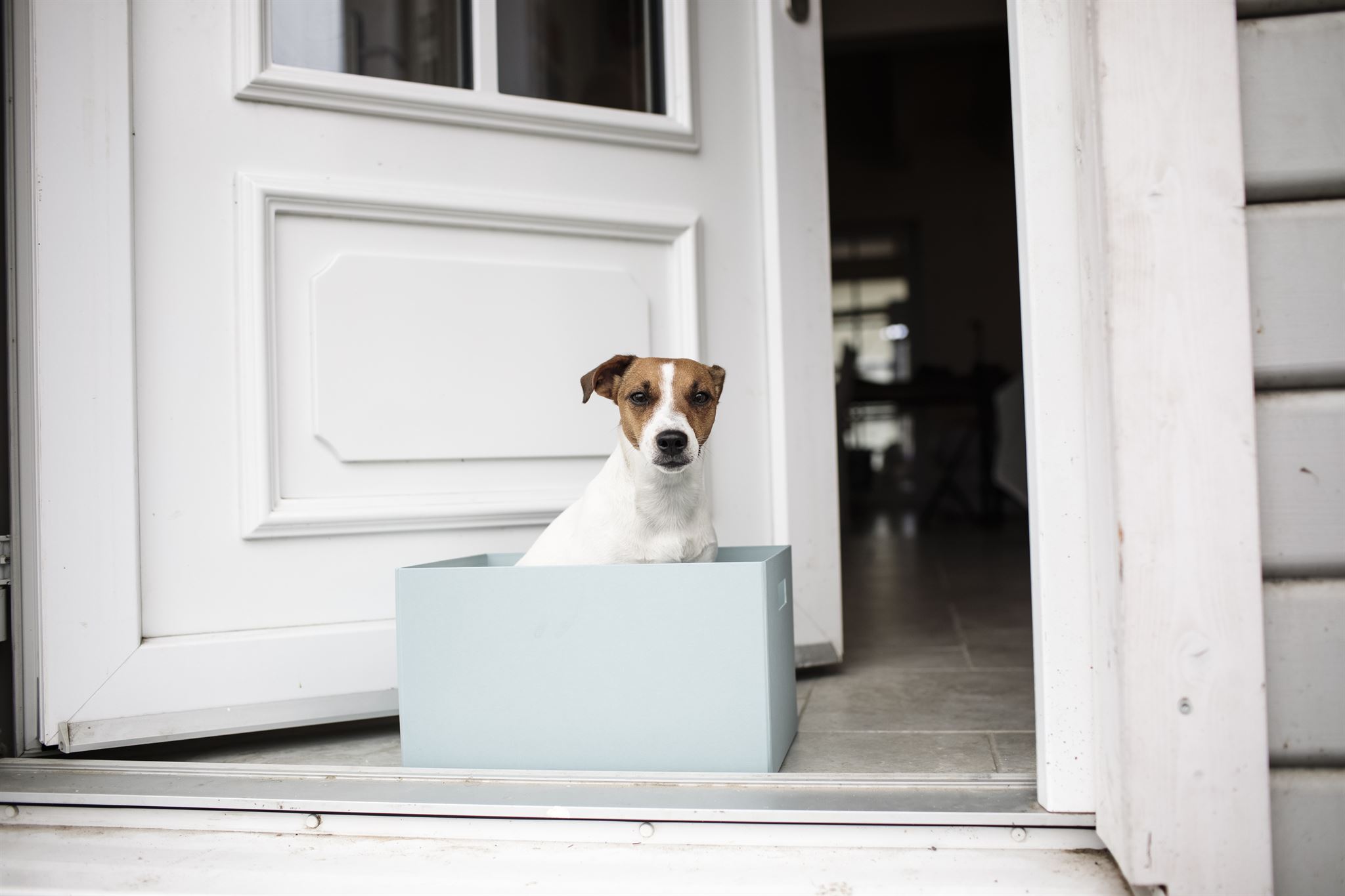 shelter staff reviewing dog records