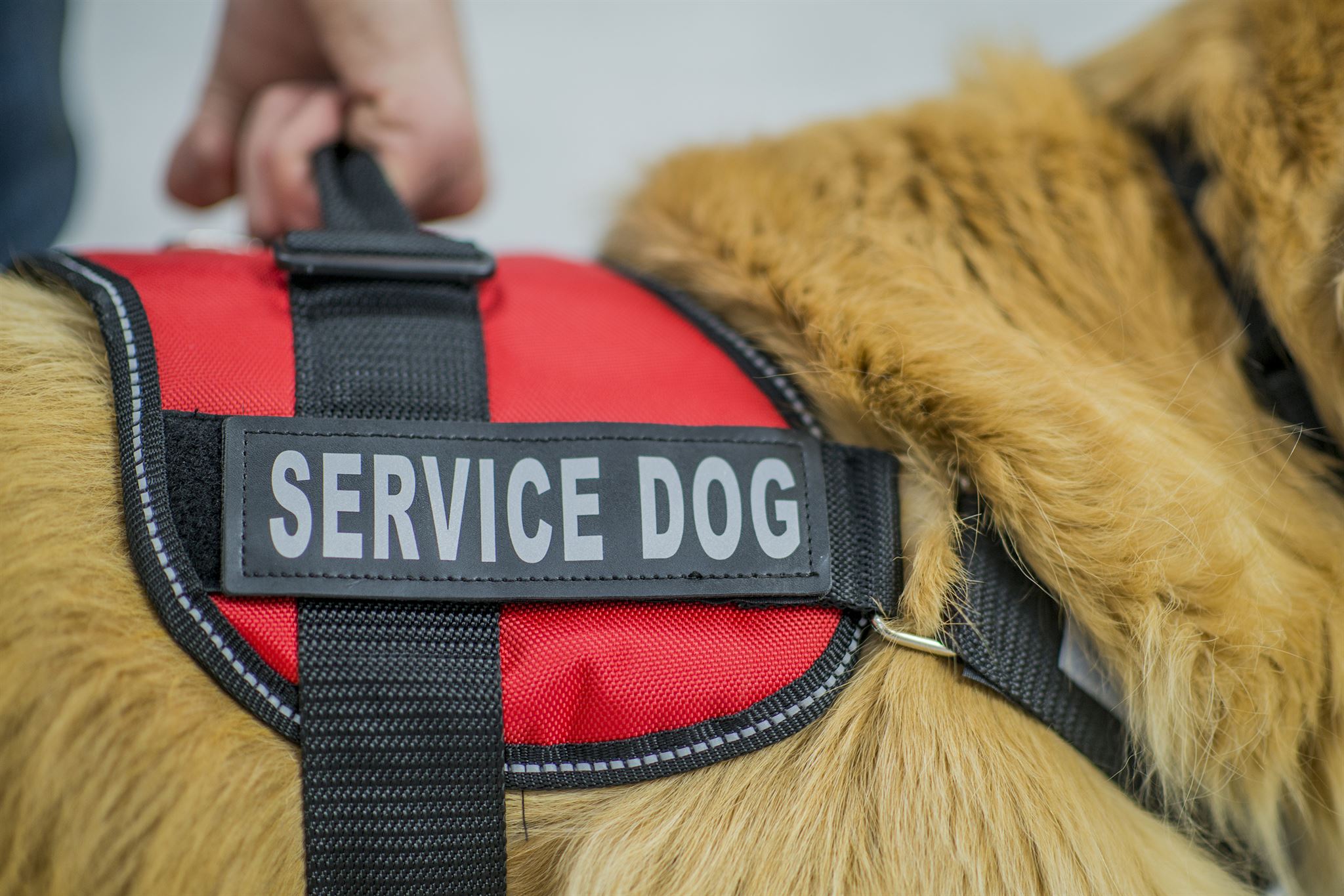 rescuer reviewing dog profile on phone