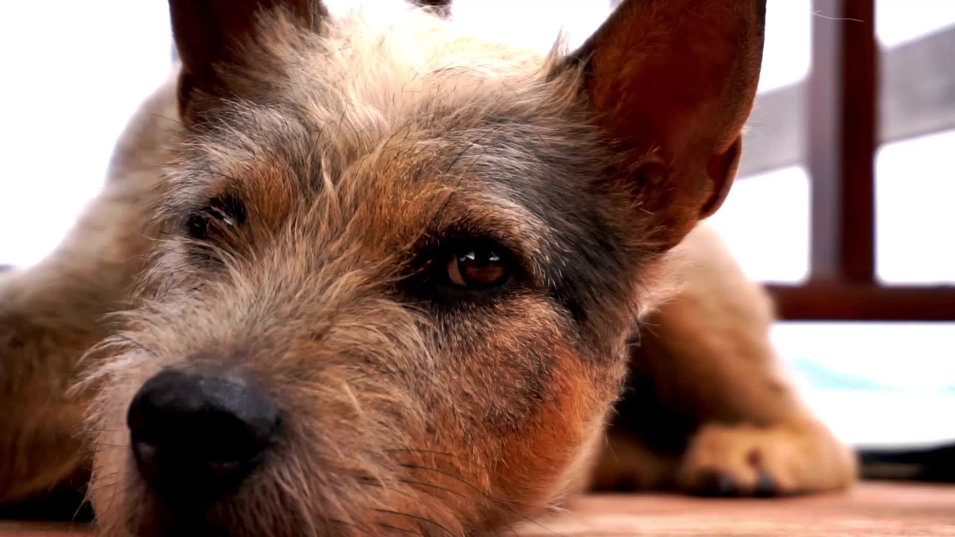 dog waiting in shelter