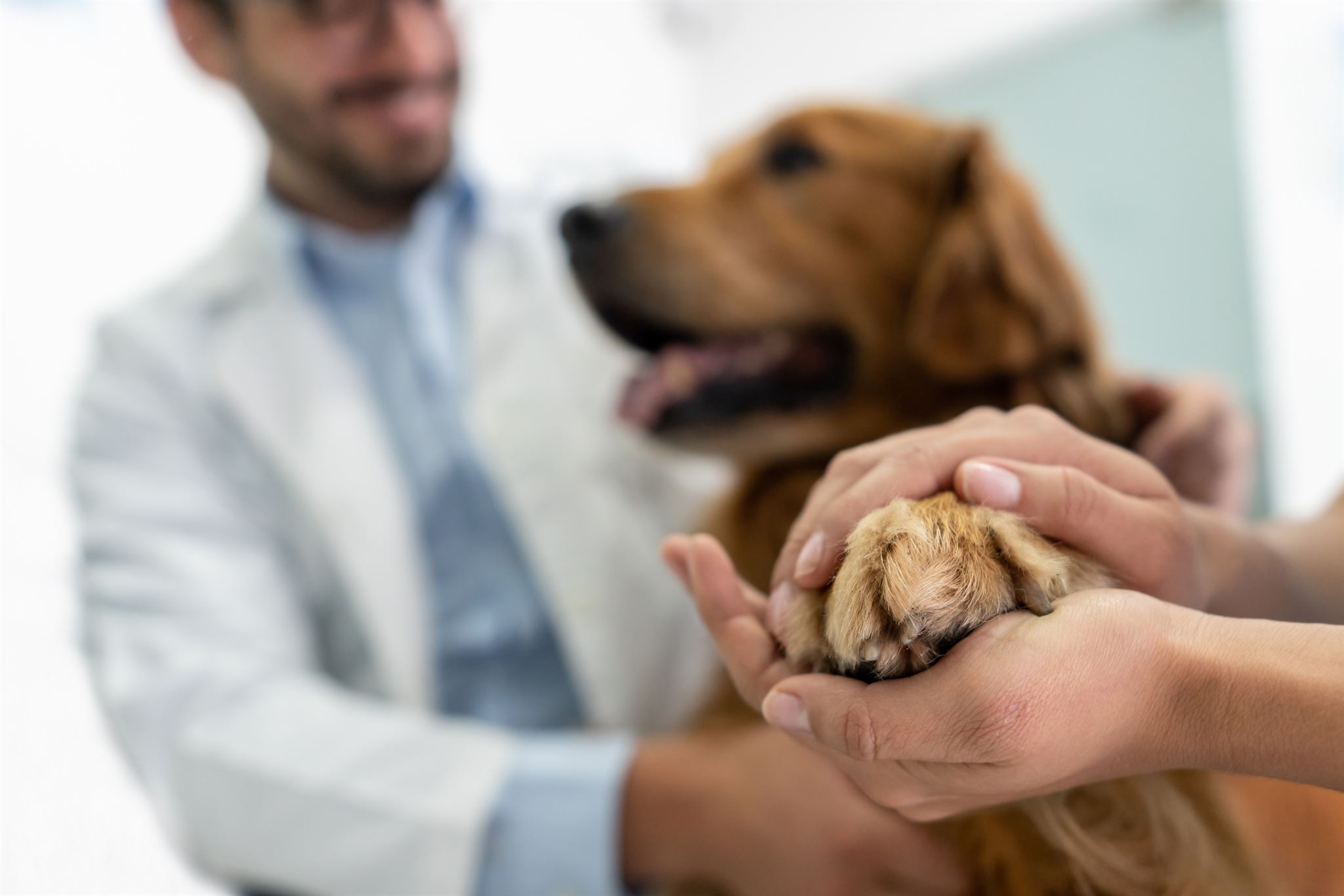 Vet-wearing-white-coat-examining-dog-with-hands-around-dog’s-chest-and-neck,-with-another-person-holding-dogs’-paw